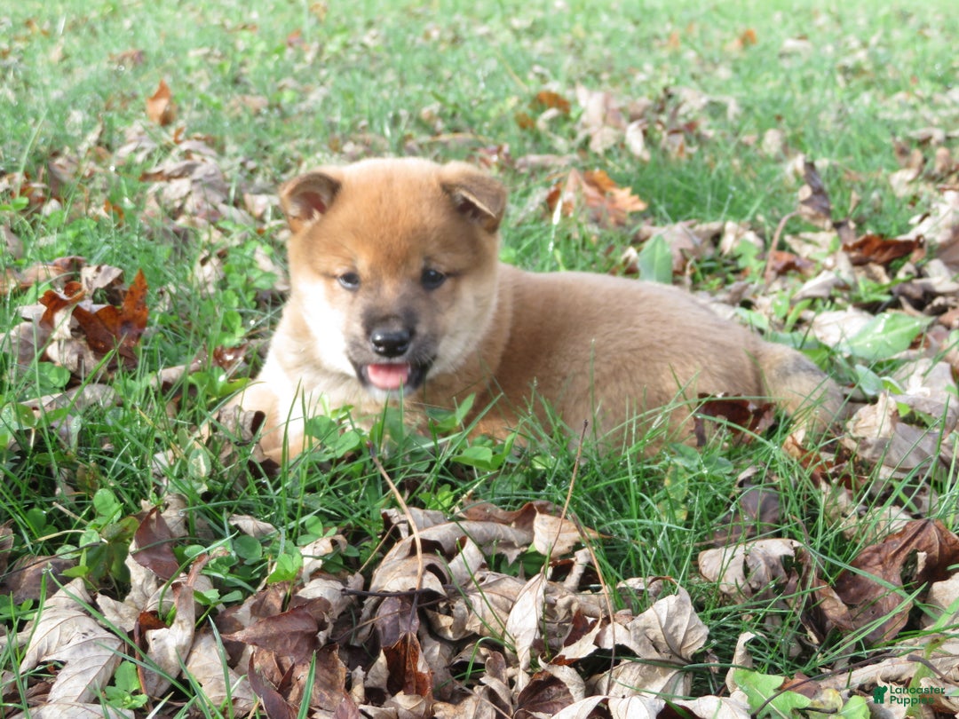 Shiba Inu dogs for sale: Shiba Inu Puppy 1 Jim - Ad 1