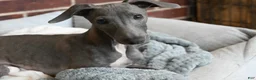 Italian Greyhound dogs for sale: Taz - Ad 5