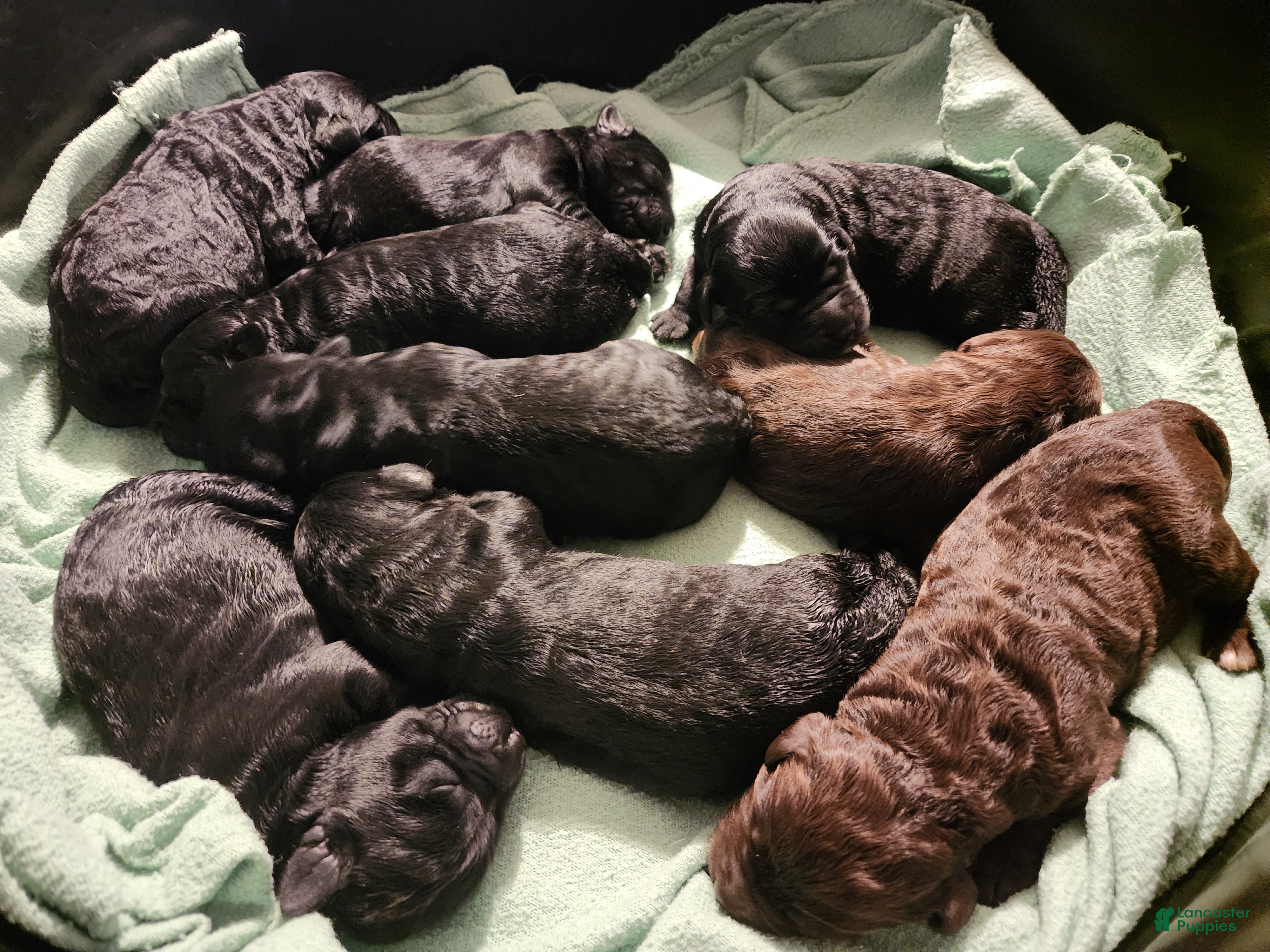 Labradoodle dogs Labradoodle 4 - Ad 1