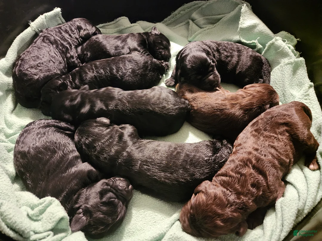 Labradoodle dogs for sale: Labradoodle 4 - Ad 1