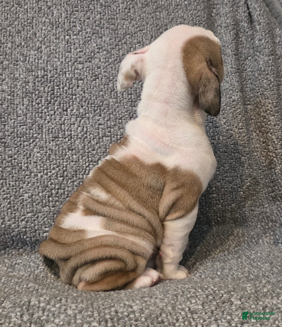 English Bulldog dogs for sale: Adrian - Ad 7
