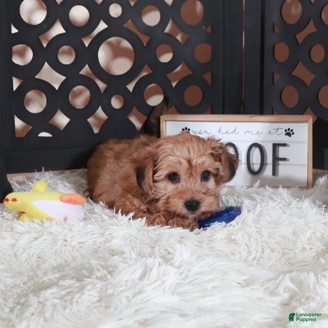 Yorkiepoo dogs for sale: Bourbon Intoxicating Yorkiepoo Puppu - Ad 3