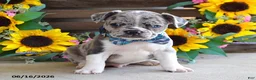 Frug dogs for sale: Justin - Ad 3