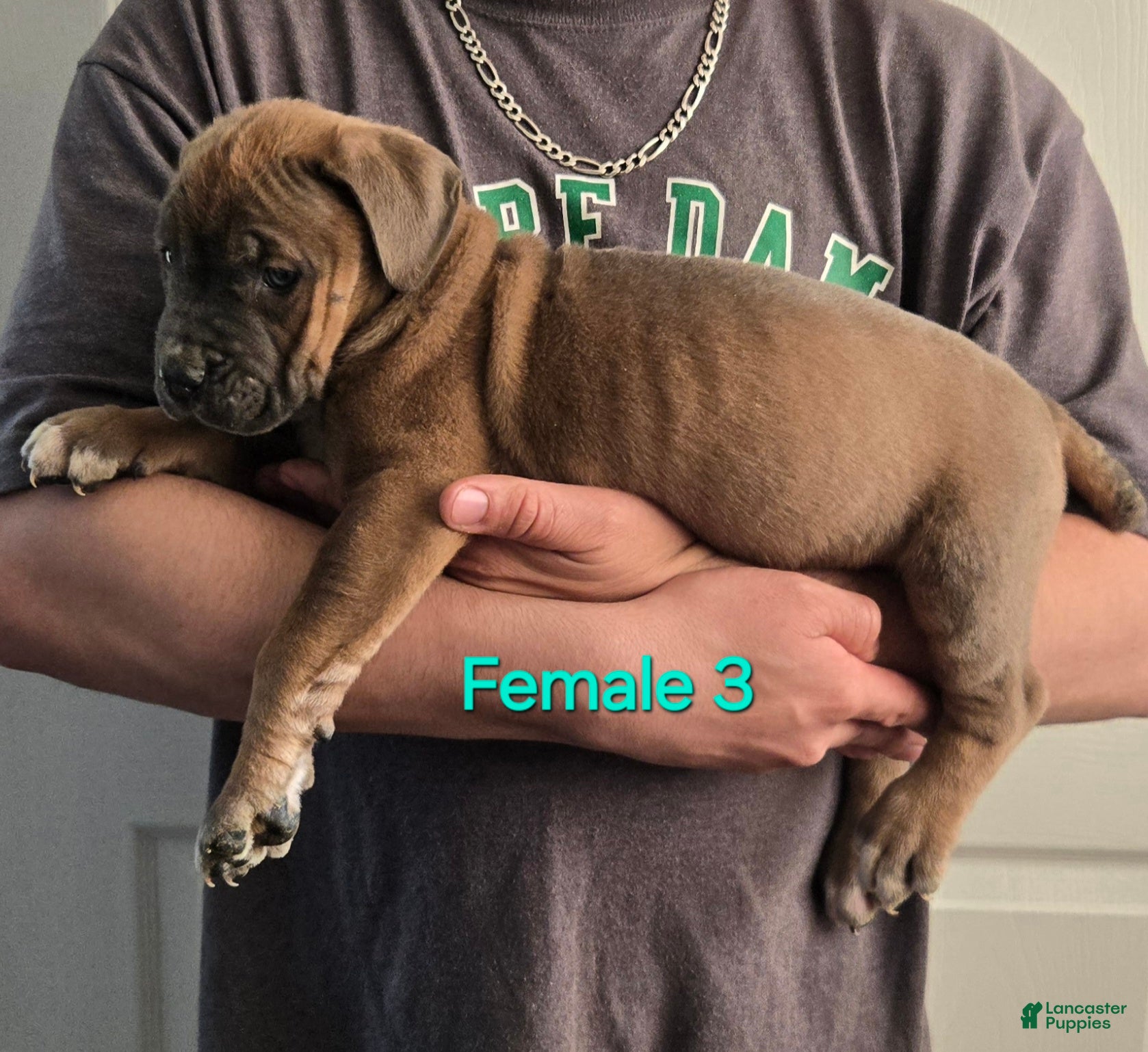 Mixed Breed dogs Hawks Paris - Ad 3