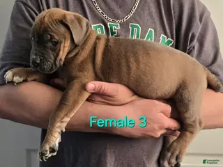 Mixed Breed dogs Hawks Paris - Ad 3