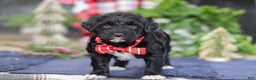 Portuguese Water Dog dogs for sale: Tristan - Ad 11
