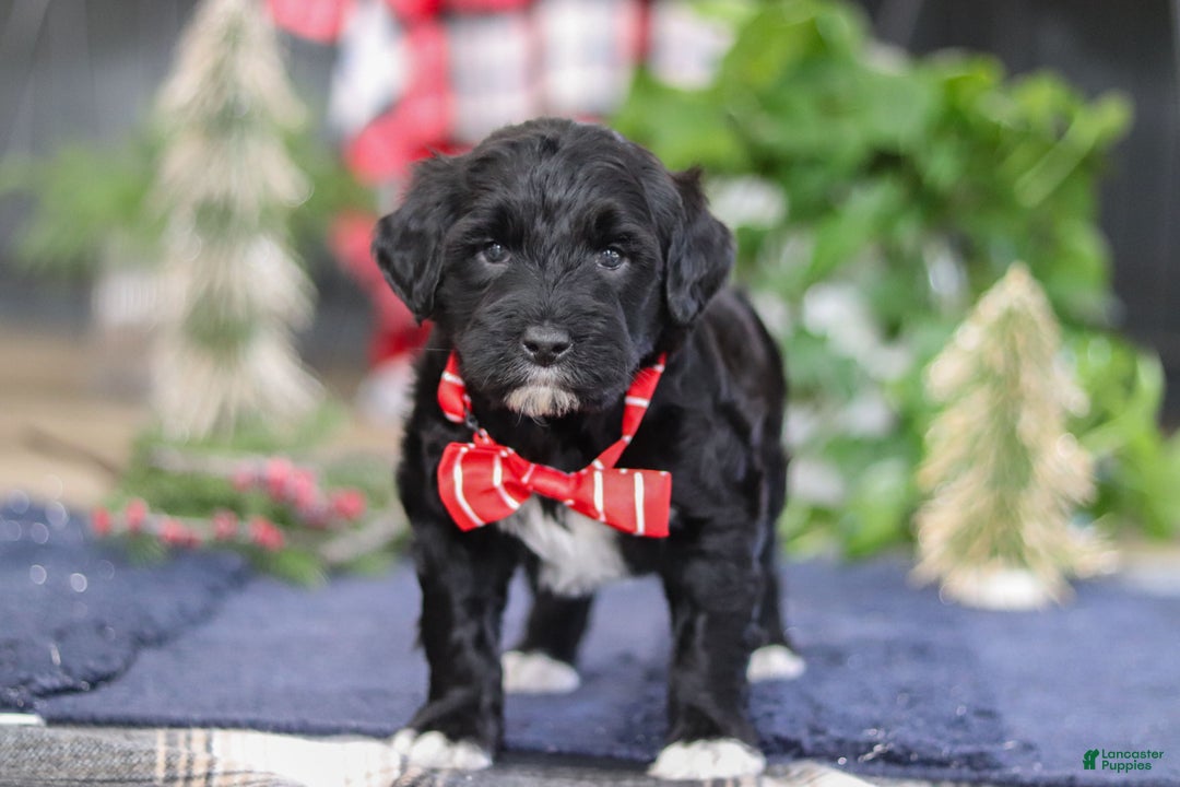 Portuguese Water Dog dogs for sale: Tristan - Ad 11