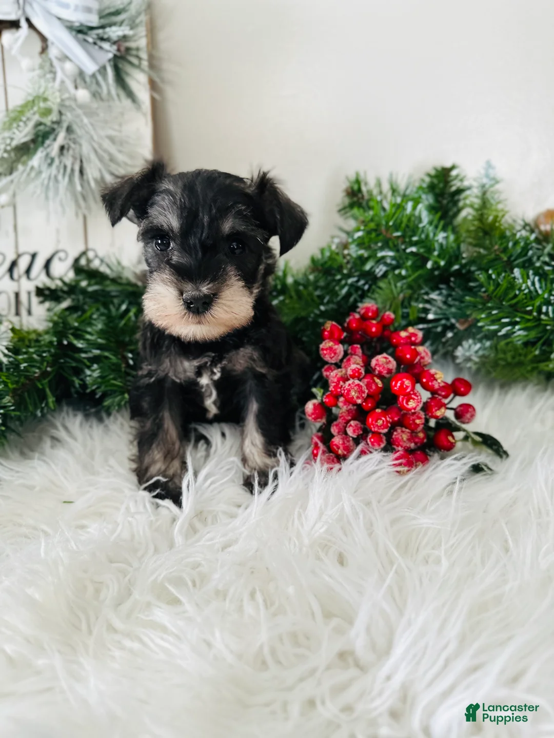 Miniature Schnauzer dogs for sale: Indy - Ad 11