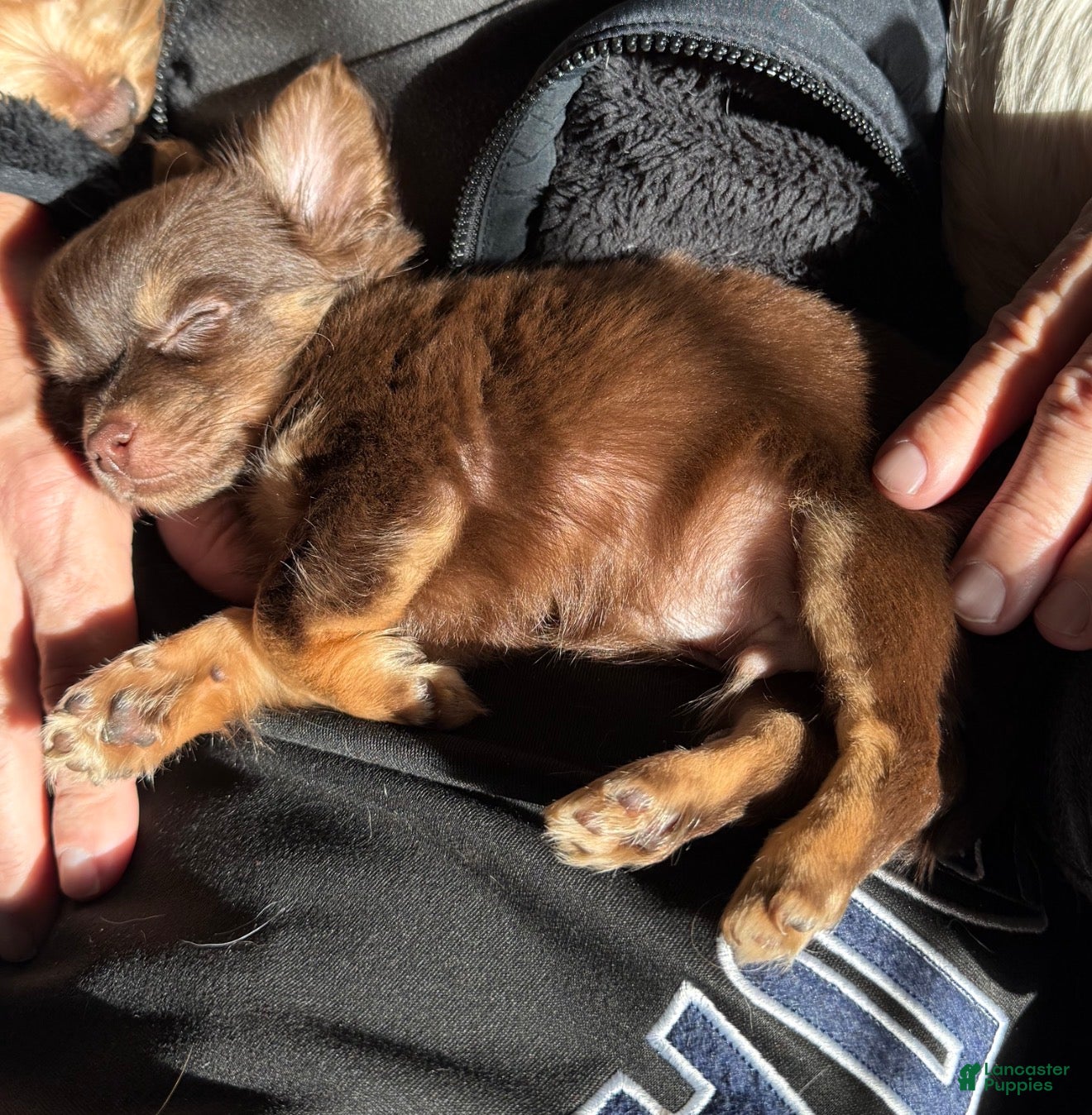 Chihuahua dogs Willie - Ad 4