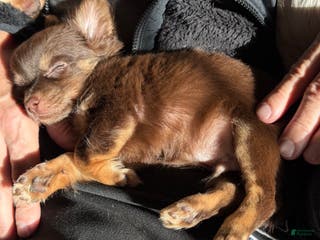 Chihuahua dogs Willie - Ad 4