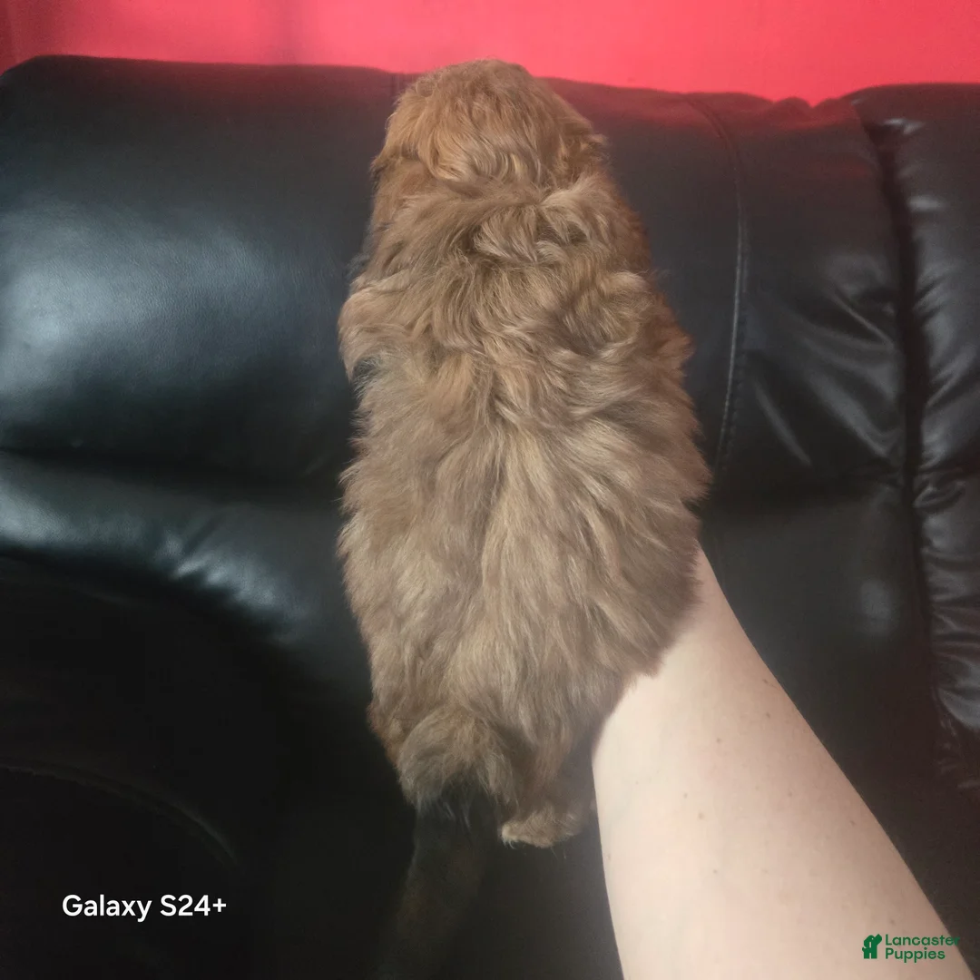 Havanese dogs for sale: Havanese Puppy 2 - Ad 3