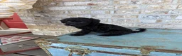 Miniature Labradoodle dogs for sale: Bella - Ad 6