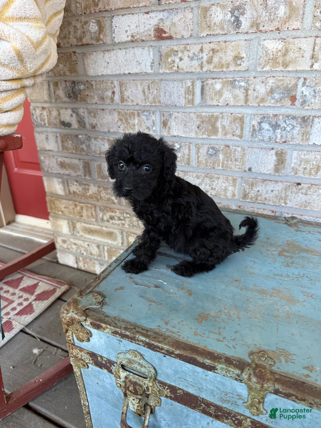 Miniature Labradoodle dogs for sale: Bella - Ad 6