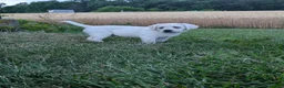 Labrador Retriever dogs for sale: Blizzard - Ad 3