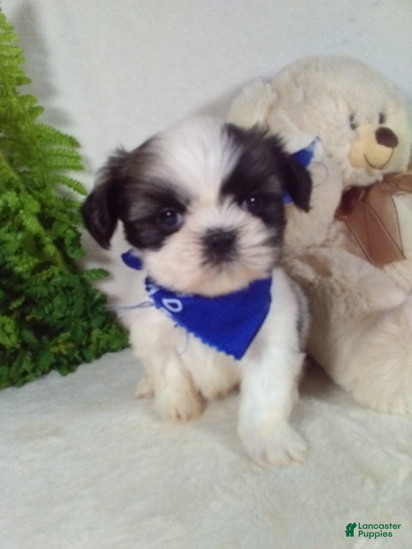 Shih Tzu dogs Ace - Ad 1