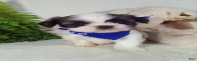 Ace