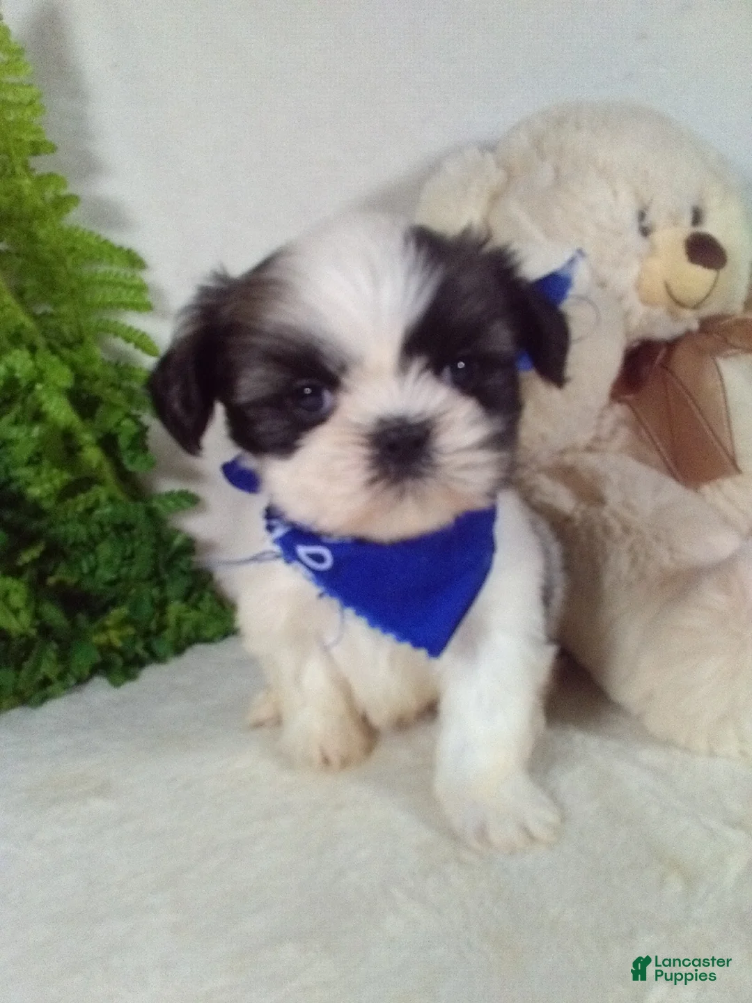 Shih Tzu dogs for sale: Ace - Ad 1