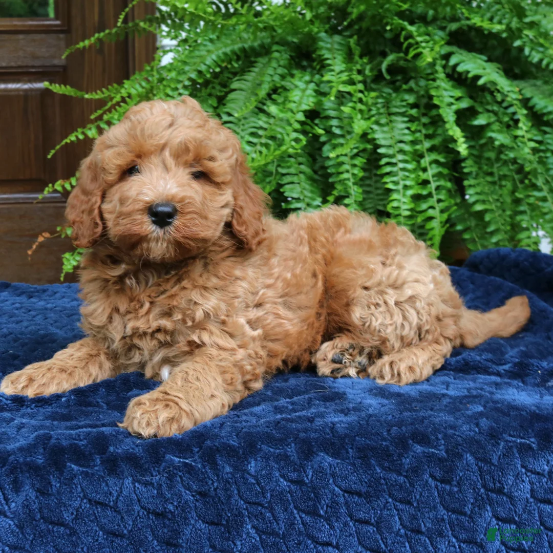 Mini Goldendoodle dogs for sale: Hoover  - Ad 4