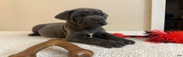 Cane Corso dogs for sale: Diamond - Ad 3