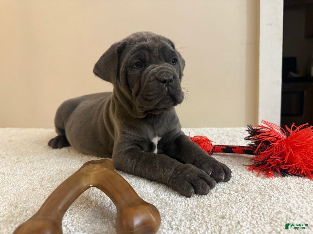 Cane Corso dogs for sale: Diamond - Ad 3