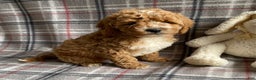 Miniature Poodle dogs for sale: Rocky - Ad 1