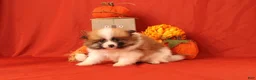 Pomeranian dogs for sale: Katelyn - Ad 1