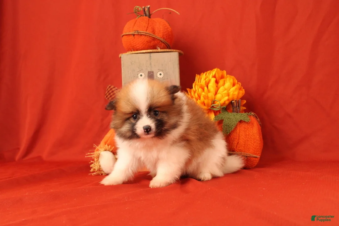 Pomeranian dogs for sale: Katelyn - Ad 1