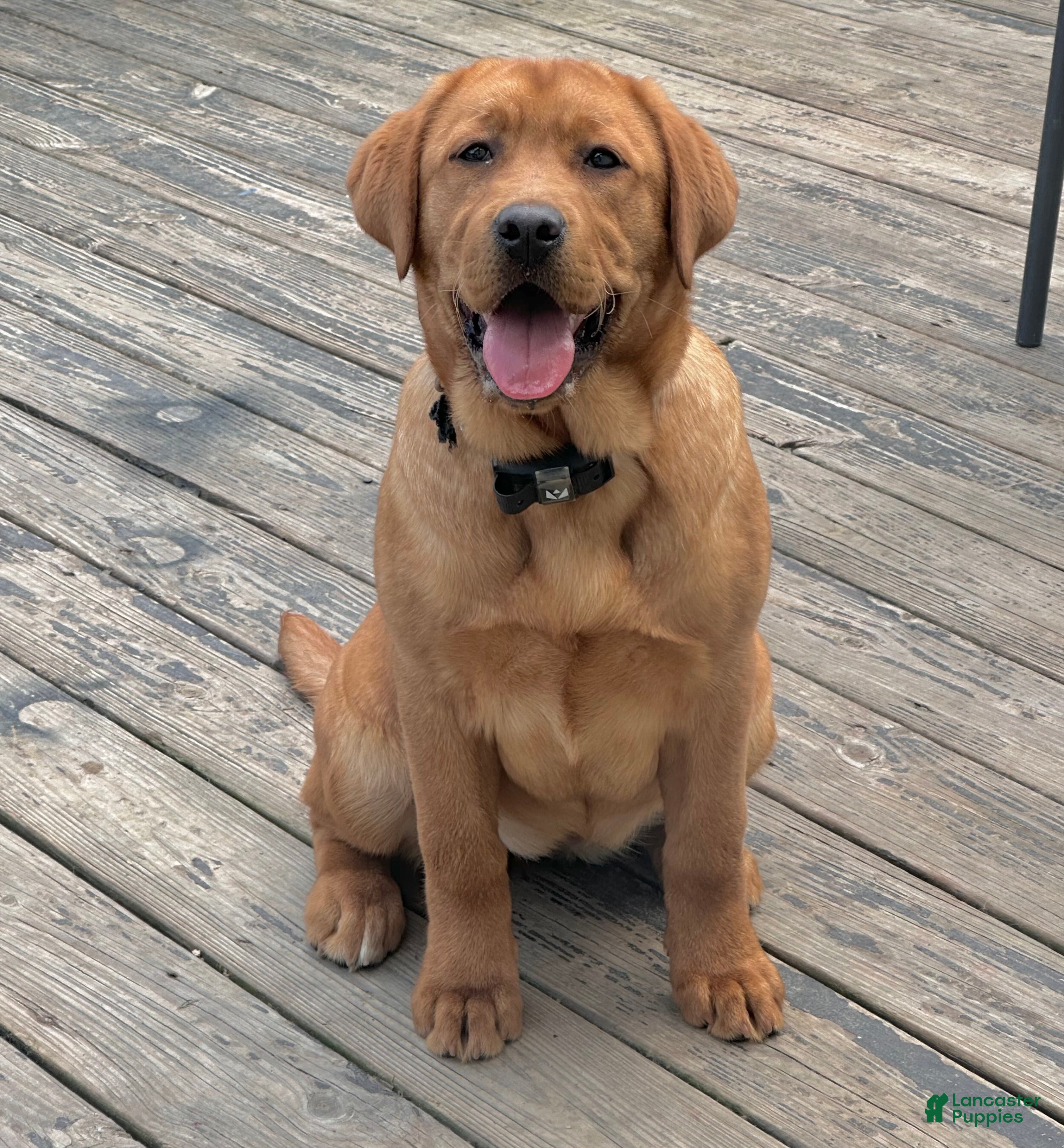 Labrador Retriever dogs Remi - Ad 1