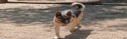 German Shepherd dogs for sale: Sunshine - Ad 11
