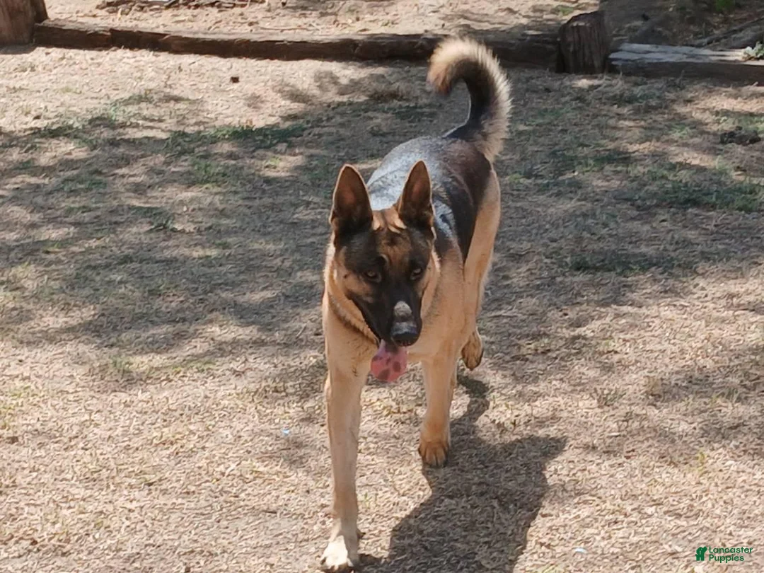 German Shepherd dogs for sale: Sunshine - Ad 11