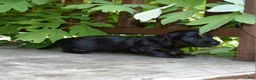 Miniature Dachshund dogs for sale: Abigail - Ad 3