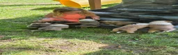 Collie dogs for sale: Collie Puppy 5 - Ad 6