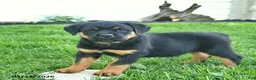 Rottweiler dogs for sale: Belle  - Ad 3