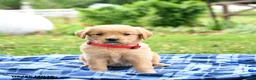 Golden Retriever dogs for sale: Cricket - Ad 3