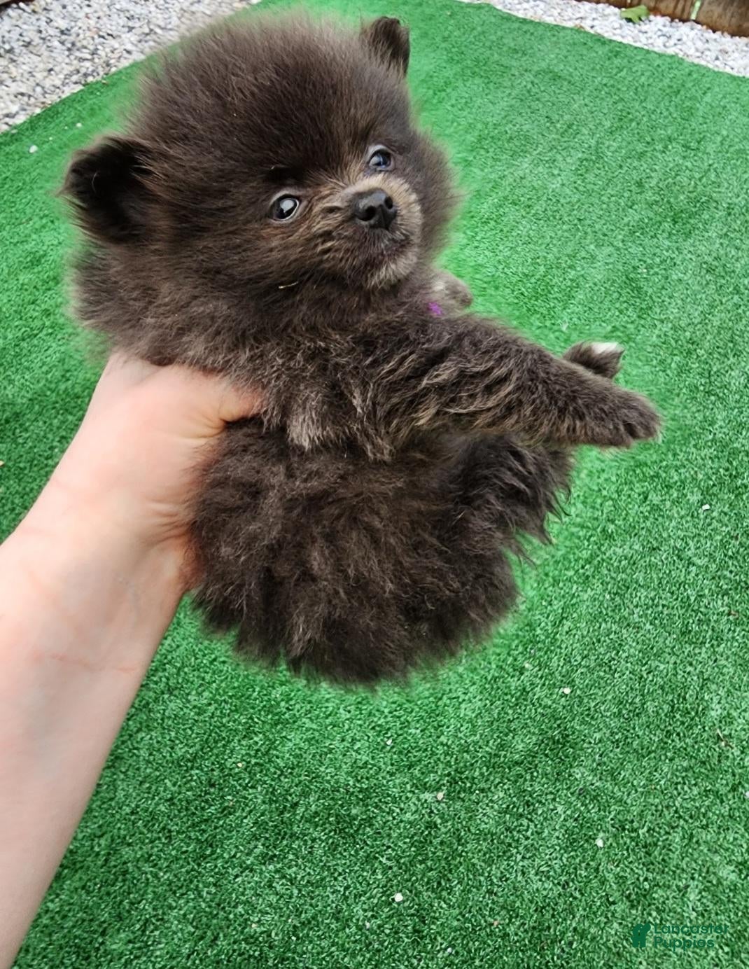 Pomeranian dogs Toy Mia  - Ad 1