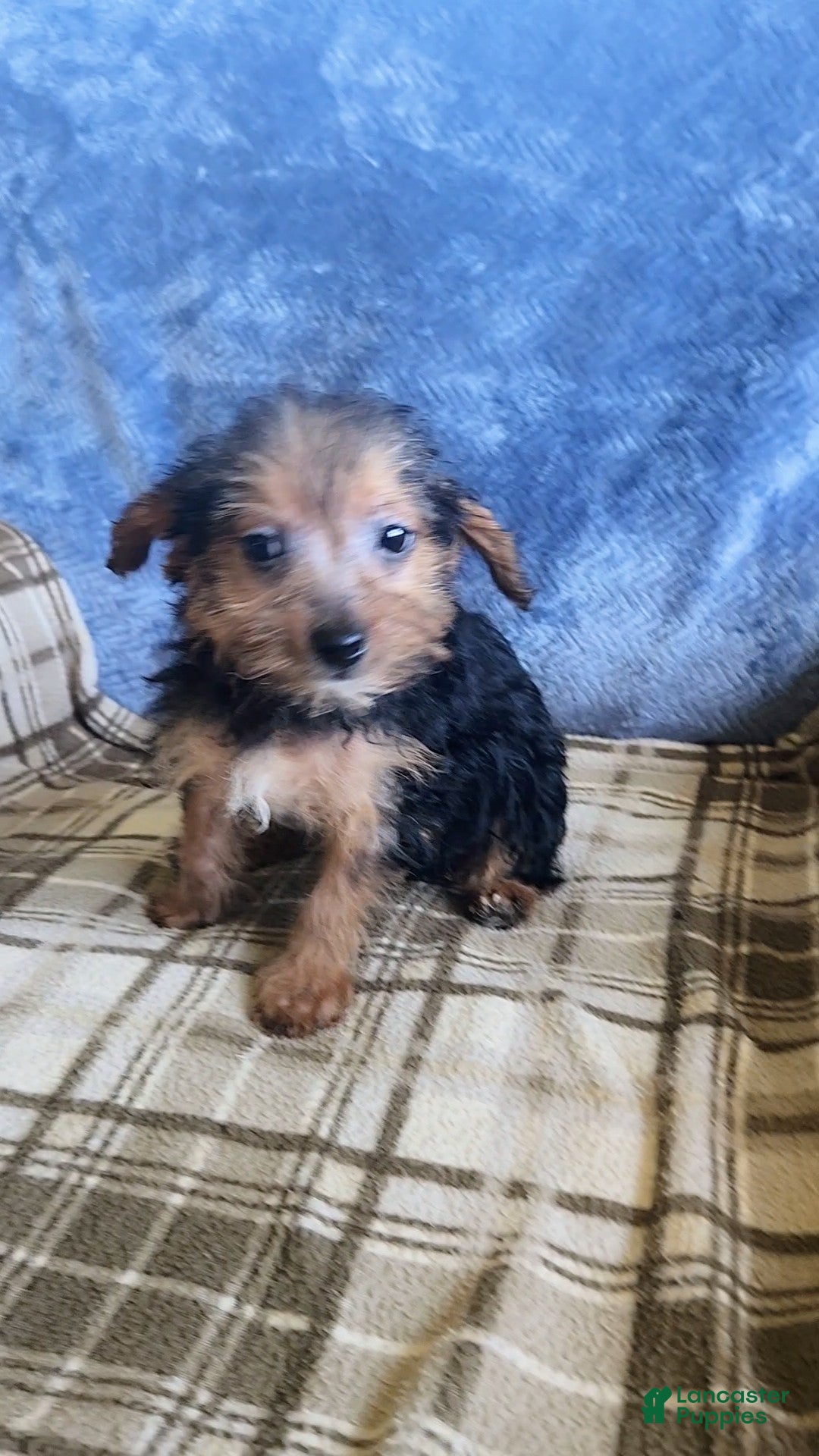 Mixed Breed dogs for sale: Mable - Ad 9
