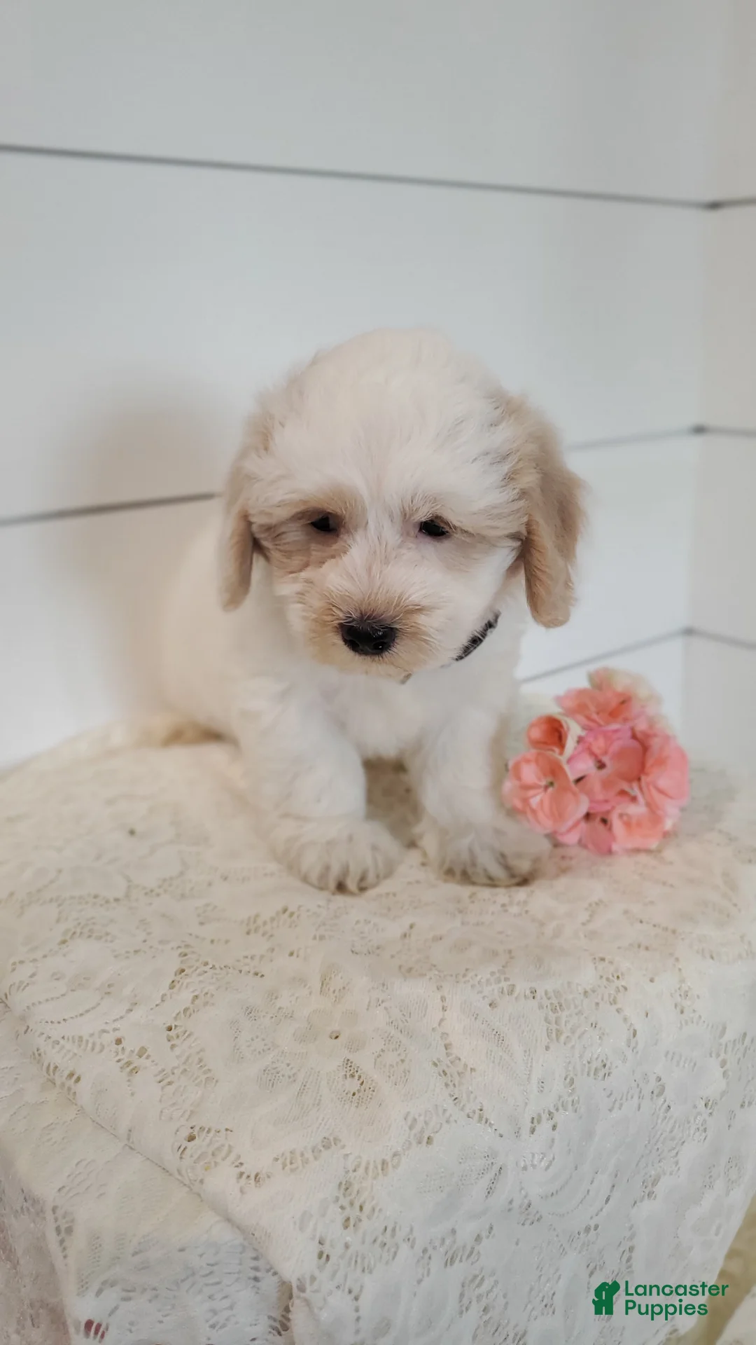 Mixed Breed dogs for sale: Birch - Ad 2