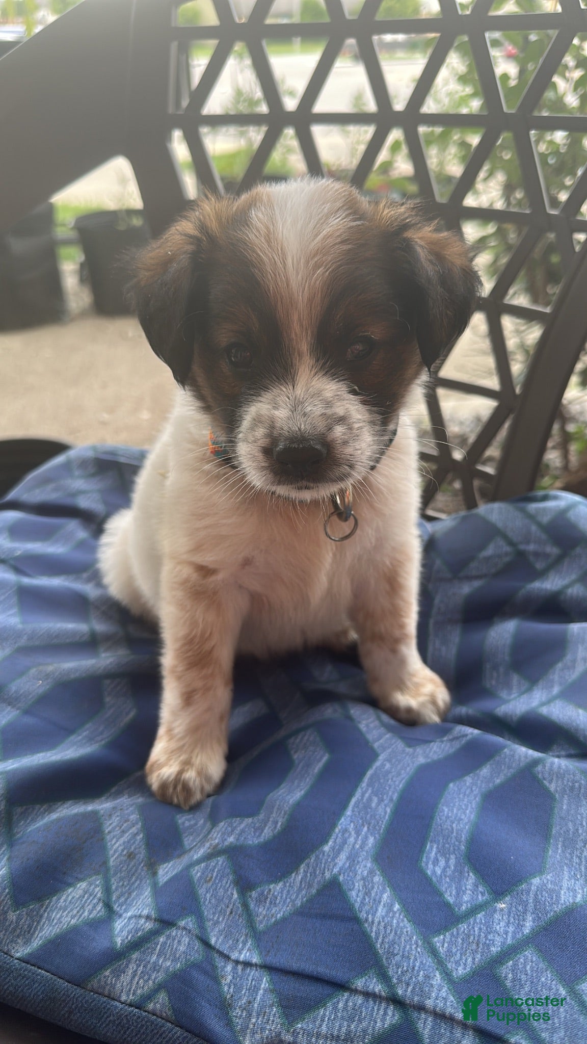 Jack Russell Terrier dogs Jack Russell Puppies - Ad 1