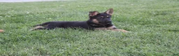German Shepherd dogs for sale: Max - Ad 5