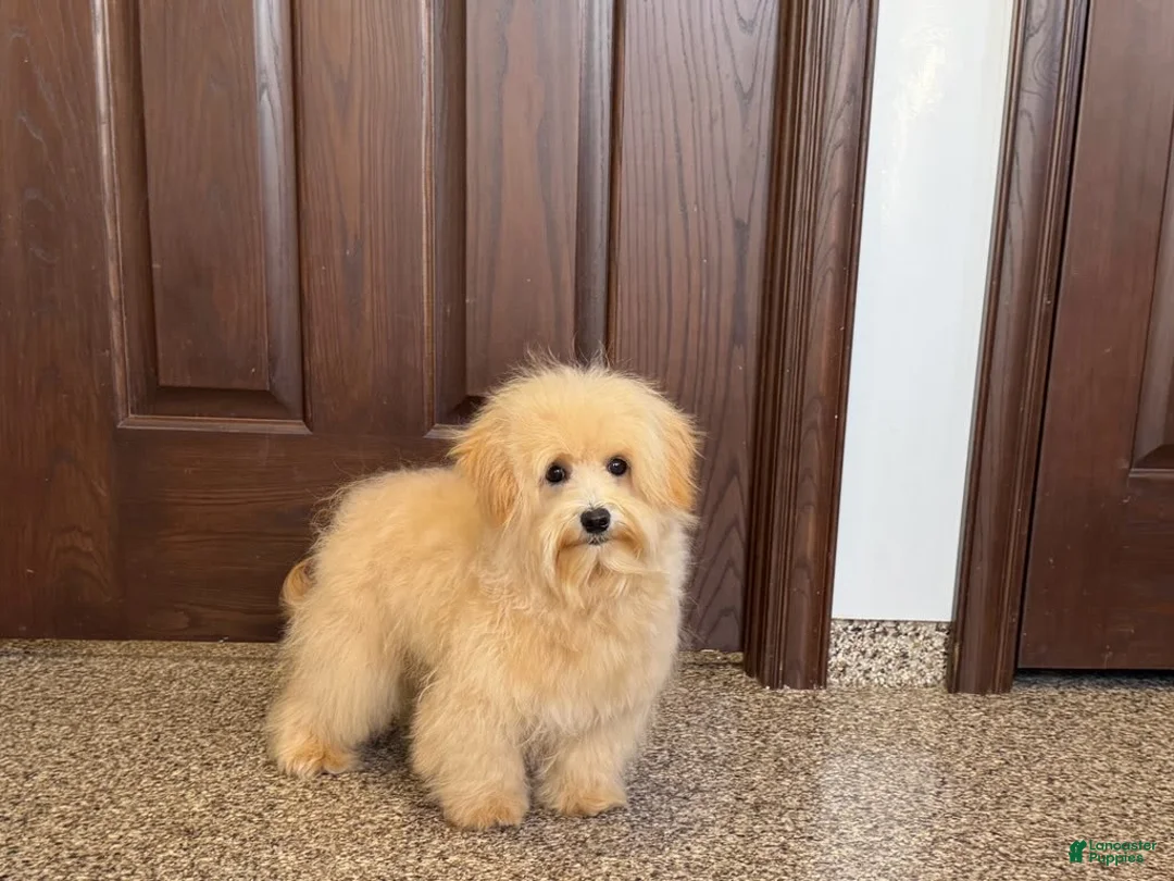 Maltipoo dogs for sale: Kobe - Ad 2