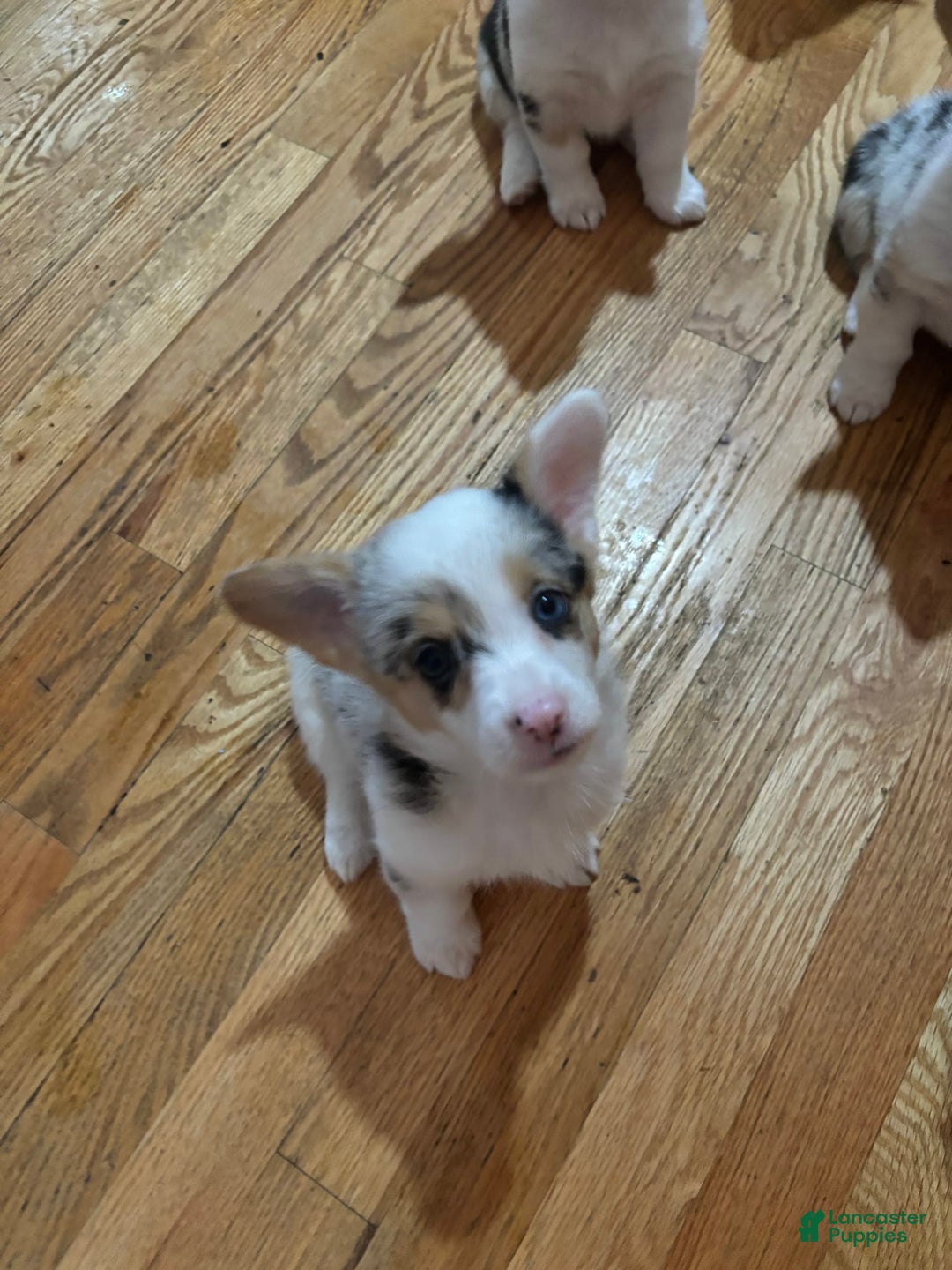 Gallery Image {{count}}