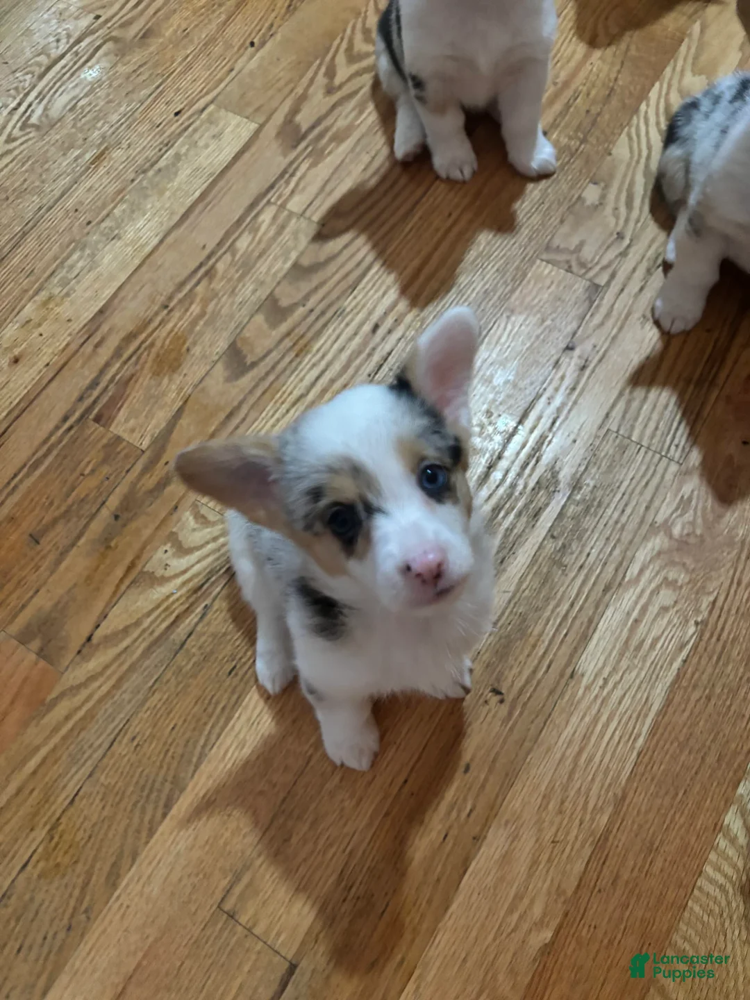 Gallery Image {{count}}