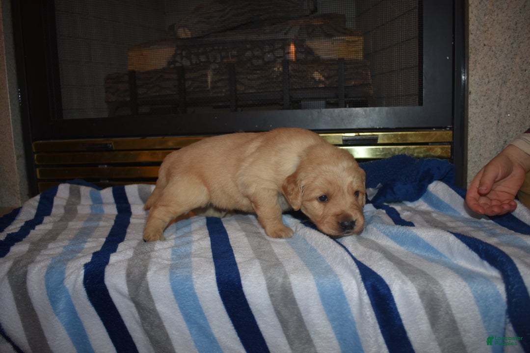 Golden Retriever dogs for sale: Chase - Ad 1