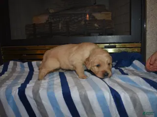 Golden Retriever dogs Chase - Ad 10