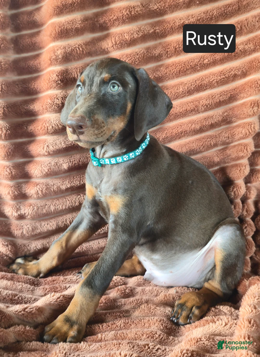 Doberman Pinscher dogs for sale: Rusty - Ad 5