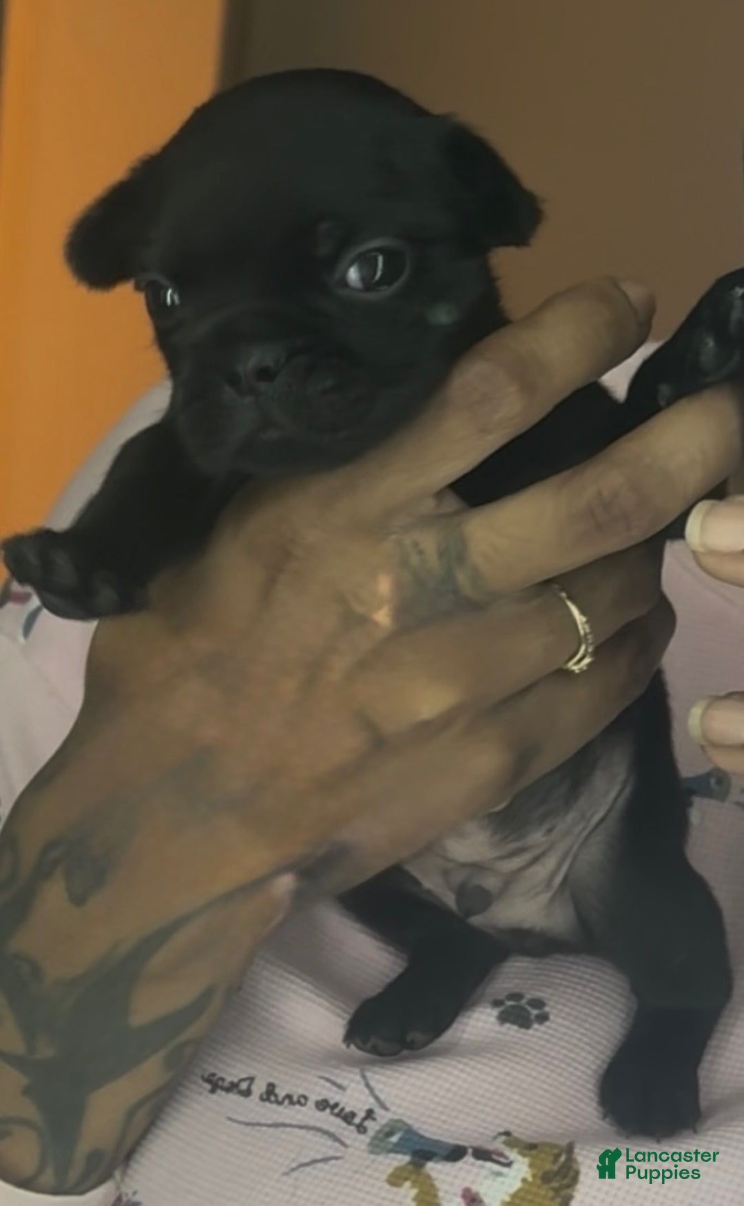 French Bulldog dogs for sale: French Bulldog Puppy 5 - Ad 3
