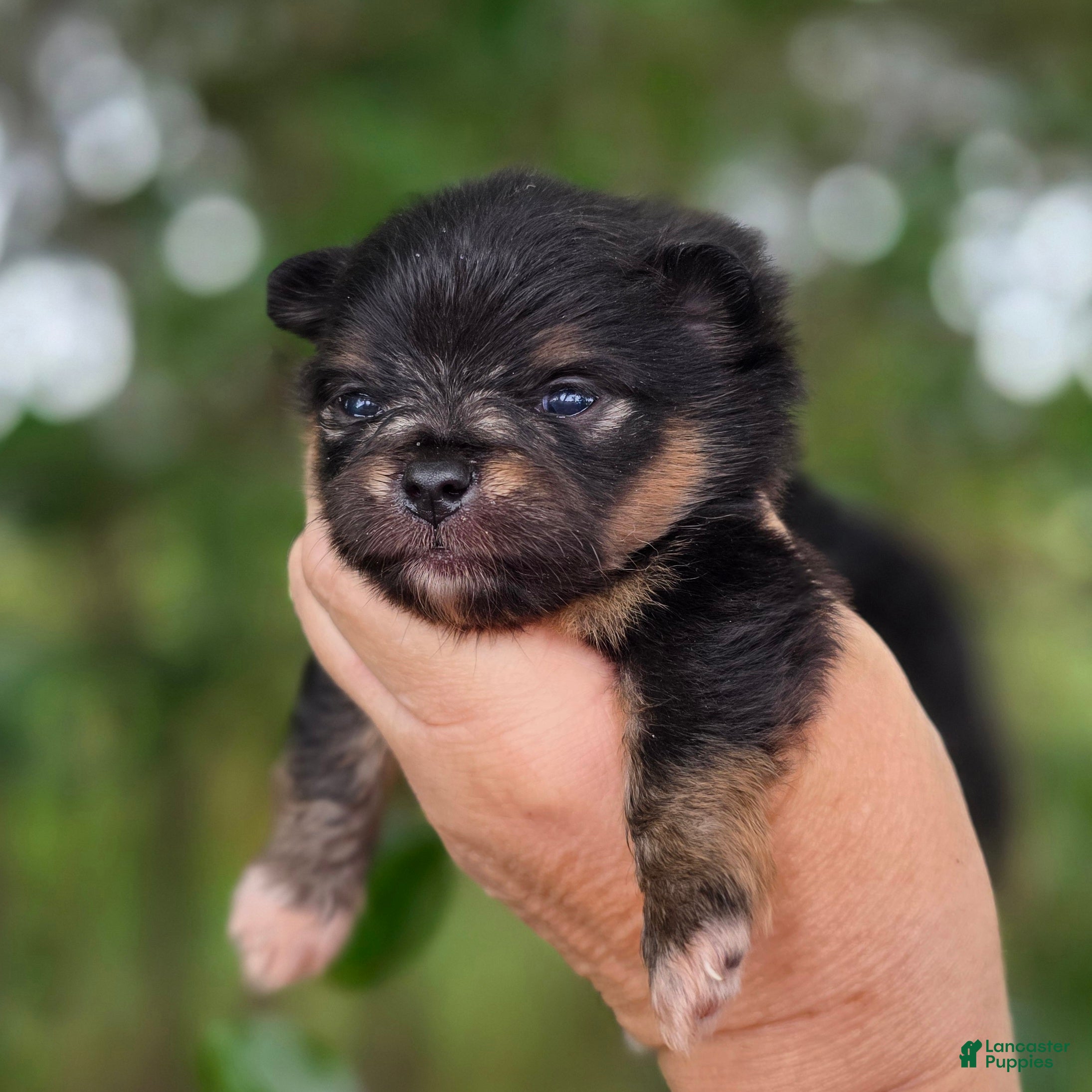 Pomeranian dogs Pomeranian Puppy 1 - Ad 2