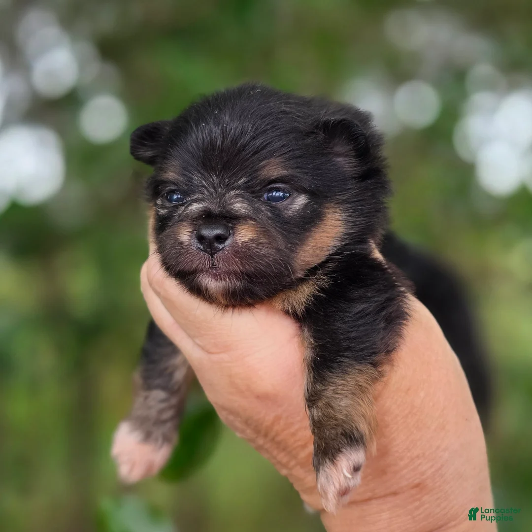 Pomeranian dogs for sale: Pomeranian Puppy 1 - Ad 2