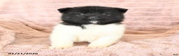 Akita dogs for sale: Fancy - Ad 4