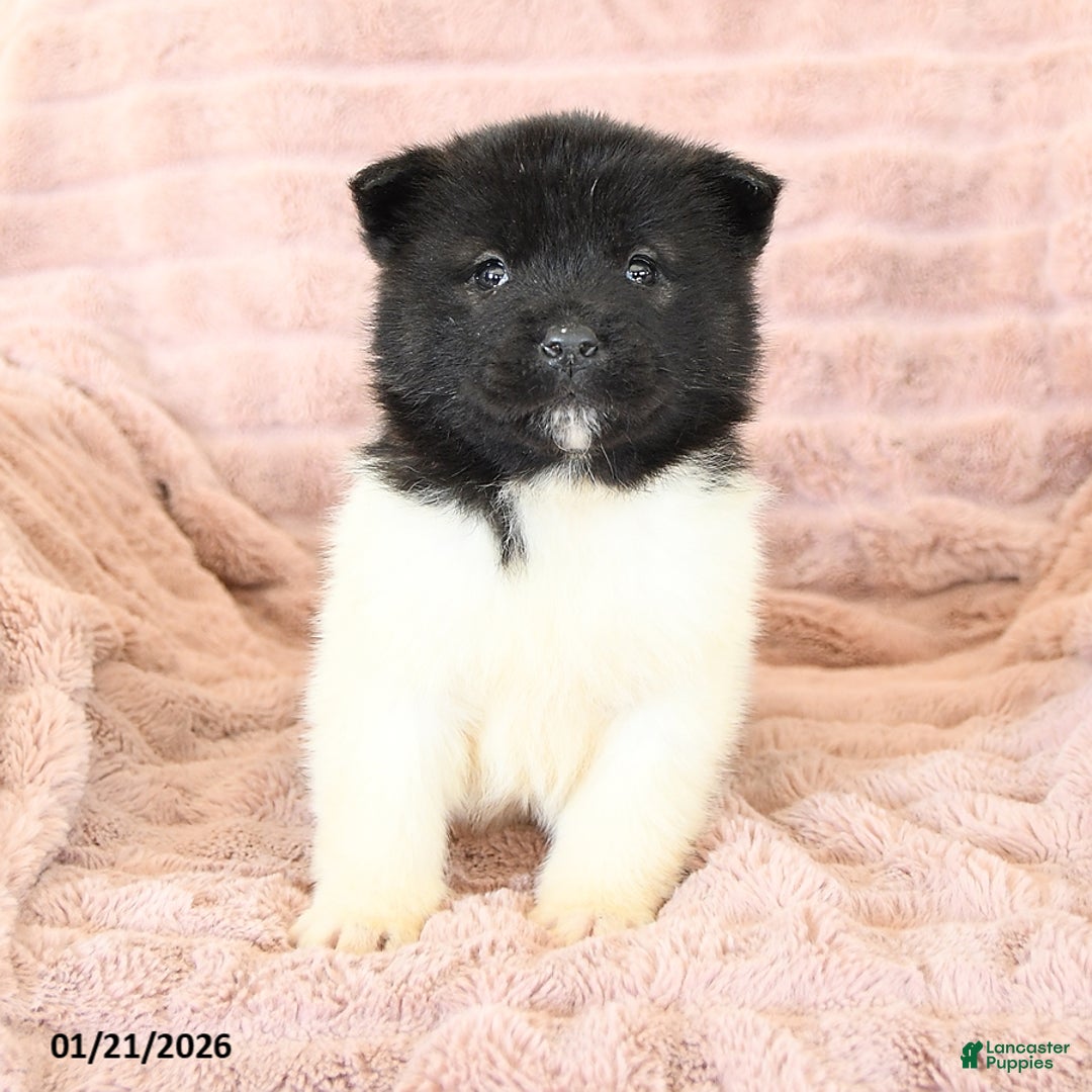 Akita dogs for sale: Fancy - Ad 4
